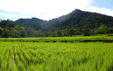 3D2N Bario Central